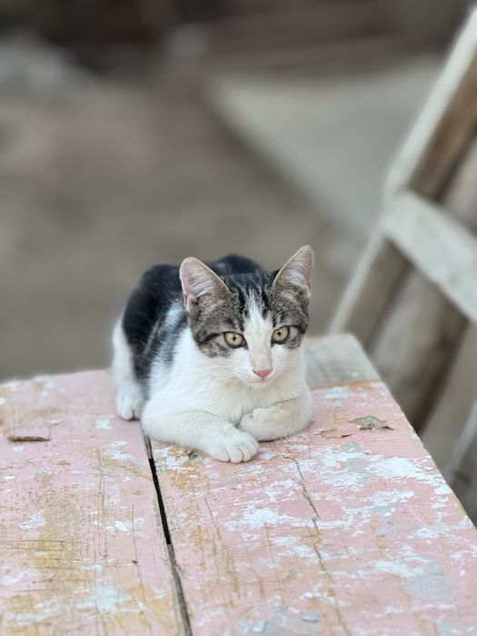 Кошка,котёнок,марғау