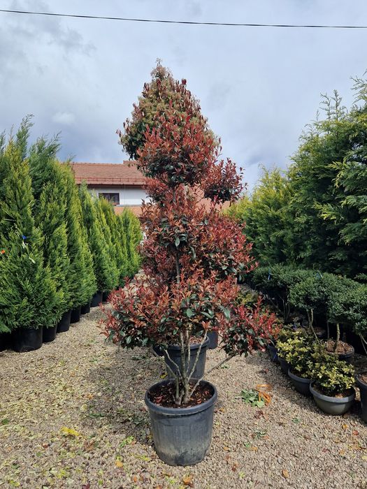 Plante ornamentale