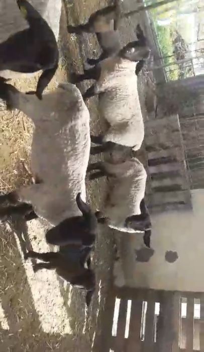 Vand 2 oi la a doua fatare, 2 oi de anul trecut si 1 berbec de doi ani