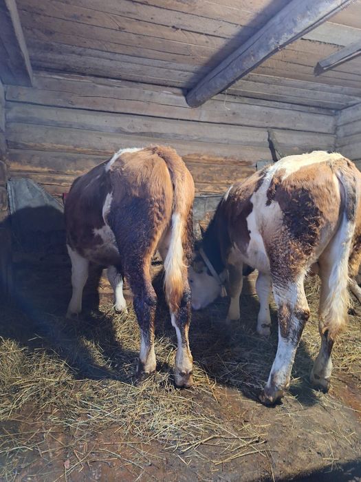 Tăurași pereche de vânzare