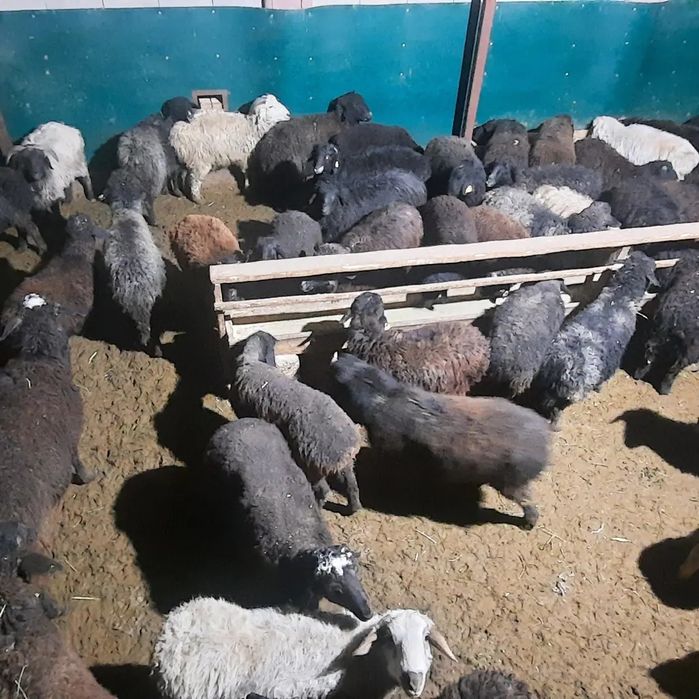 семиз кой токты тусак кошкар