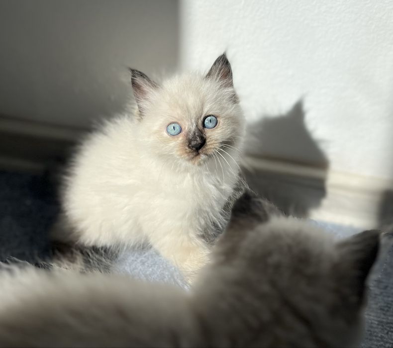 Puiuț Ragdoll.