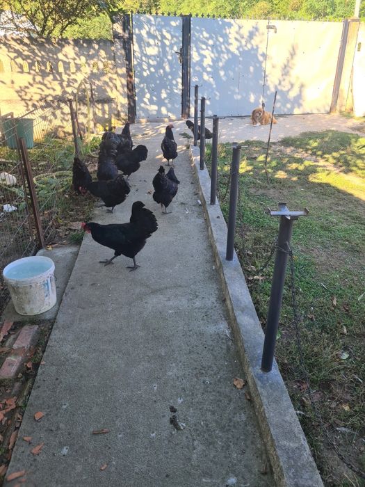 Pasari de rasa si iepuri