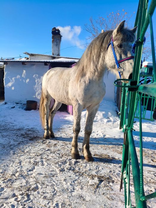 Продаётся жеребец 7 лет