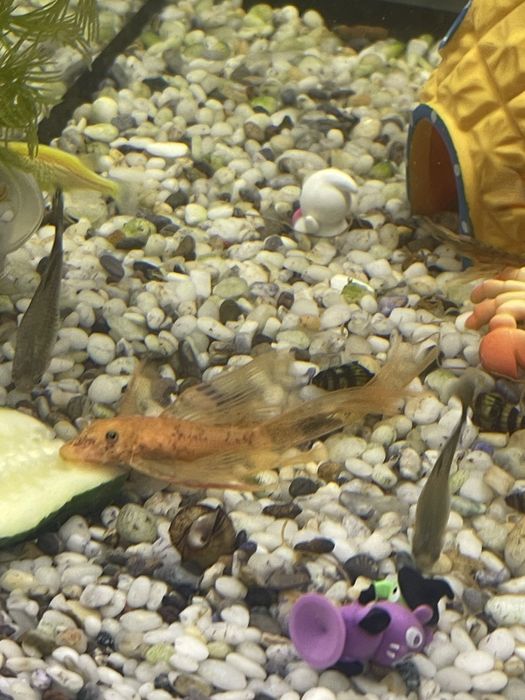 Сомки три колор lda-016