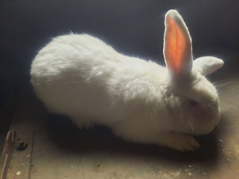 Кролики белый панон