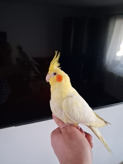 Vand papagal, blând, 7 luni