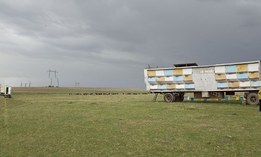 Мёд горный натуральный