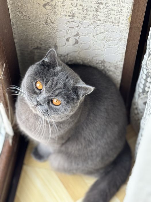 ВЯЗКА британский шиншилла кот ! Приглошает кошек на свиданю . Vyazkaga