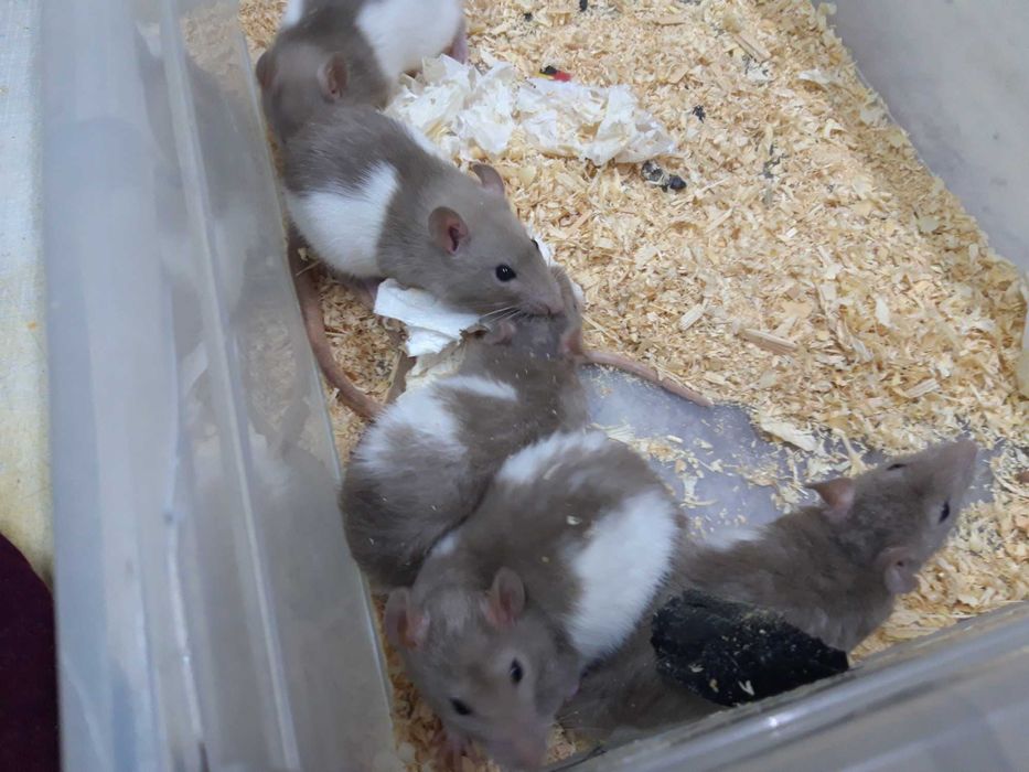 Крысики мальчики девочки