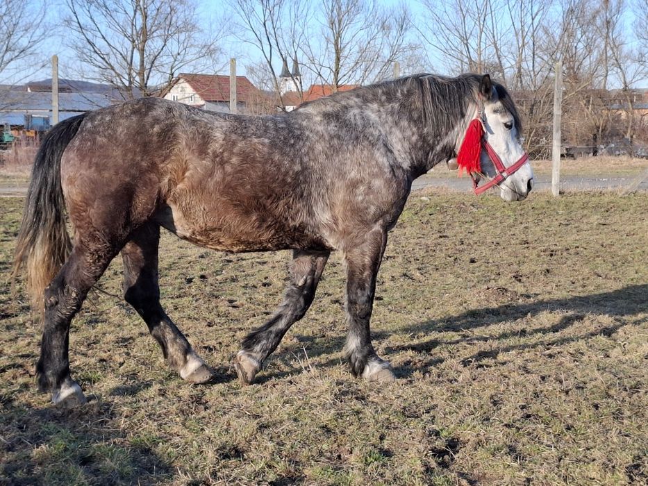 Vand iapa frumoasa, sanatoasa, cuminte,  fara nici un fel de defect.