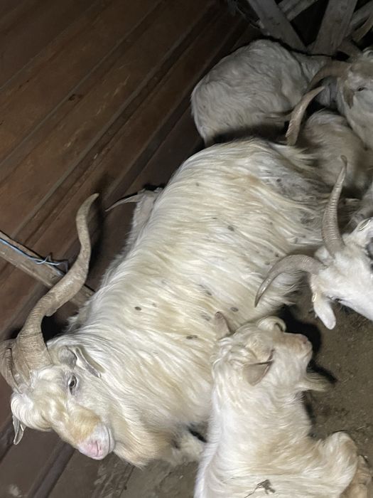 Disponibil Țap carpatin