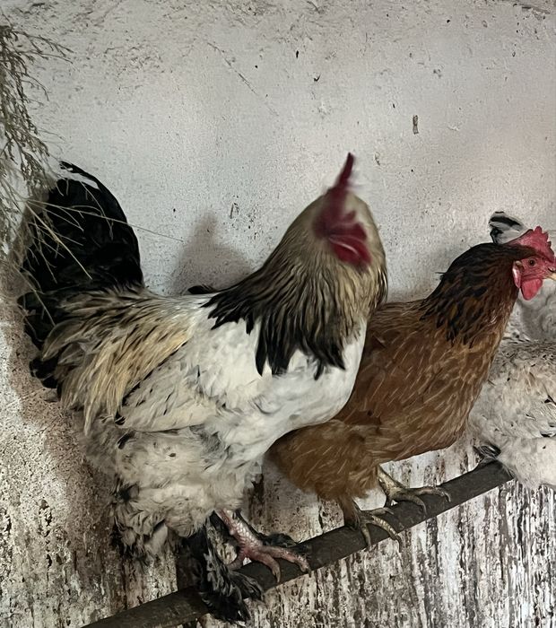 Молодой петушок полу Брама 2025 года