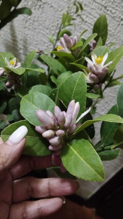 Лимон цветущий и с плодами