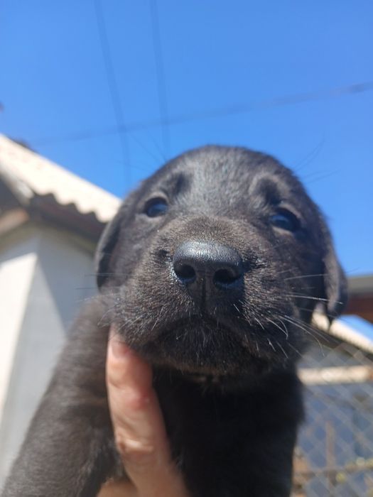 Продам лабрадорчиков