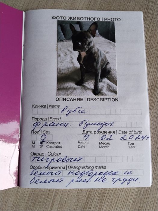 Продам французскую бульдожку.