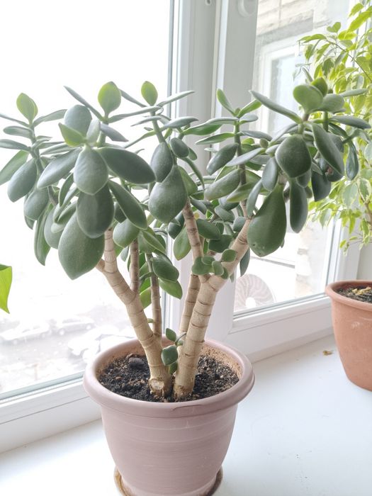 Денежное дерево, трехствольное!!!