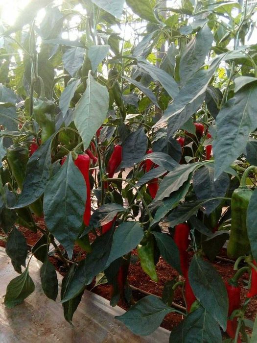 Rasaduri de Ardei Kapia Kaptur