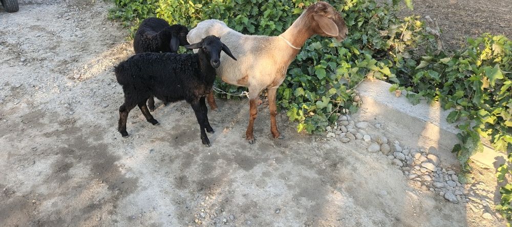 Ona bola qazoqi sotiladi ekiz zot