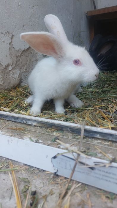 Крольчиха с крольчатами