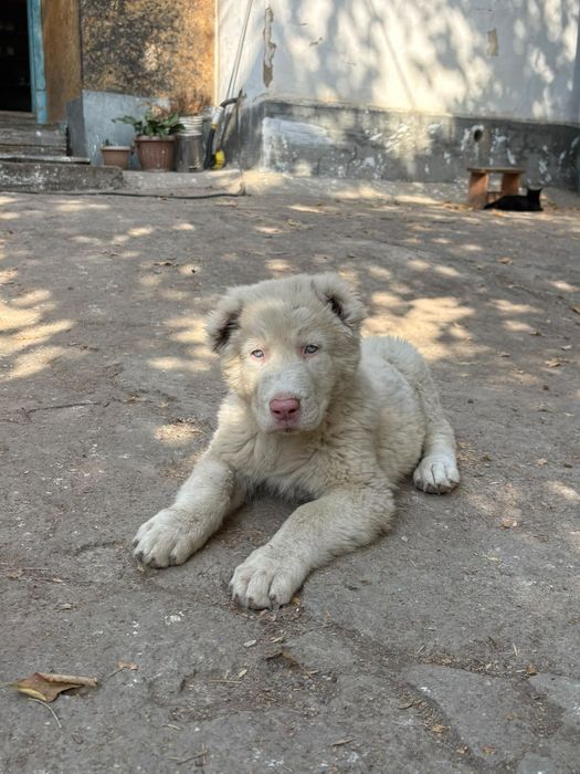 Продам щенка Алабай САО Тобет