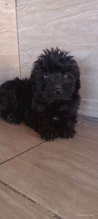 Мини пудел женски