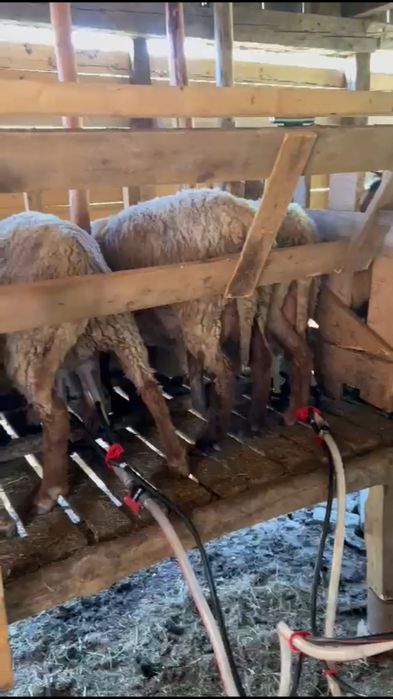 Oi și capre de vânzare