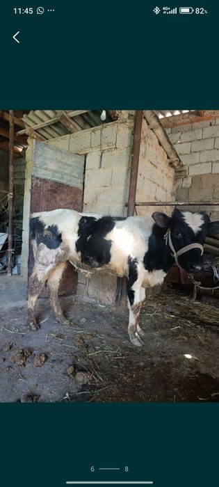 Буқа сатылады аа