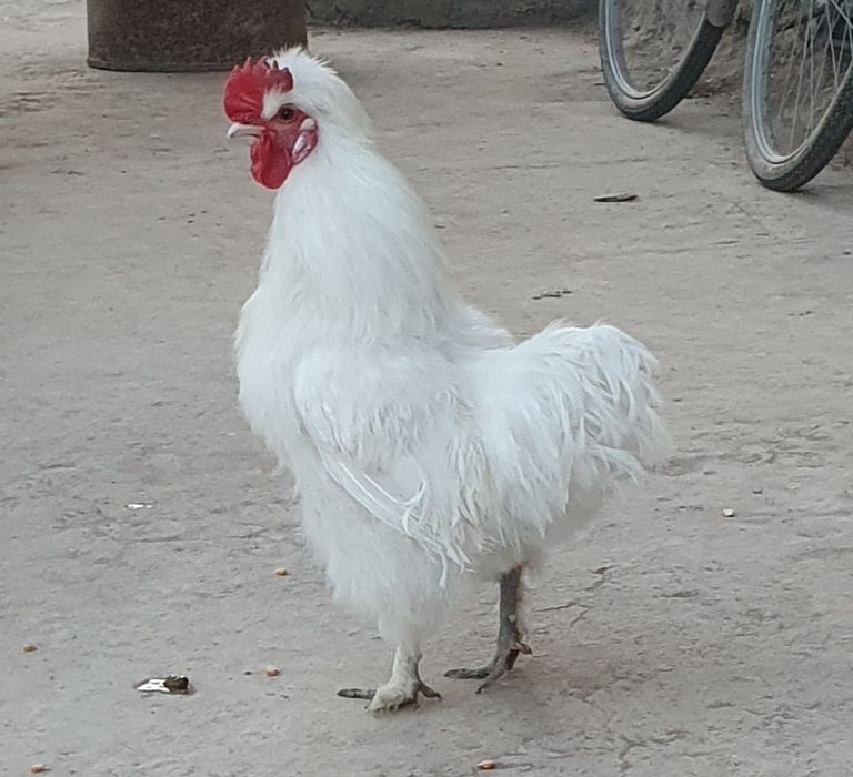 Sholk  xo'rozcha sotiladi