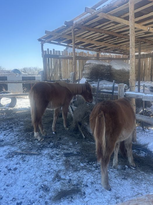 Лошади жеребята