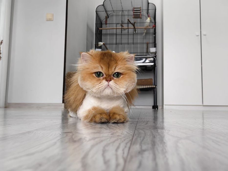 Британская золотая шиншилла