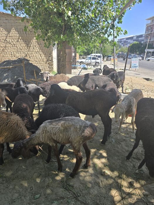 Qurbonlikka Qo’shrobot Qo’chqorlari