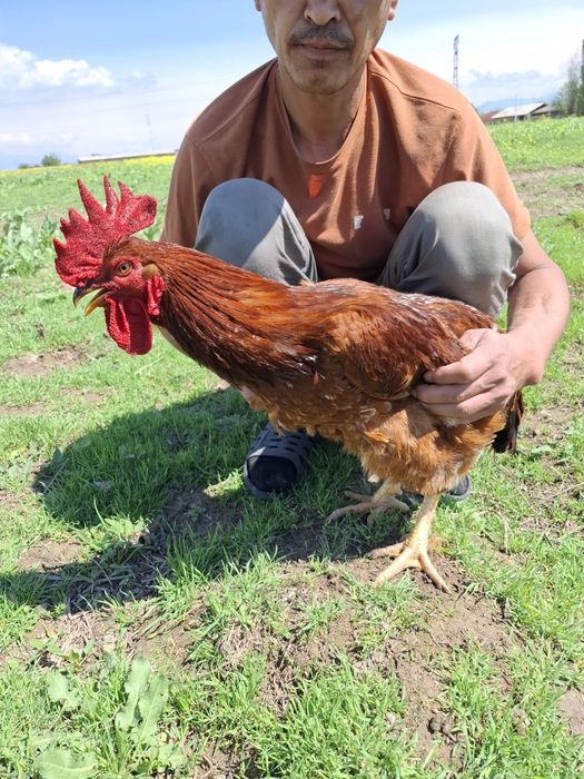 Хуроз сотилади. Домашний.