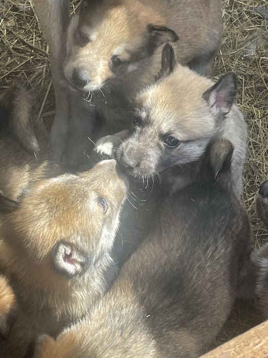 Щенки лайки от рабочих собак