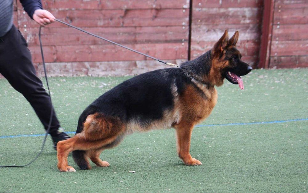 Немски овчарки с Родословие