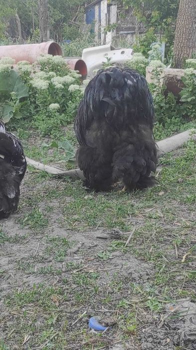 Cocoș cochinchina uriaș