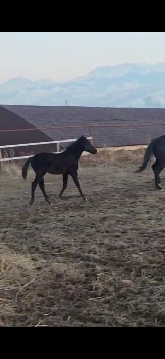 Жеребенок мальчик