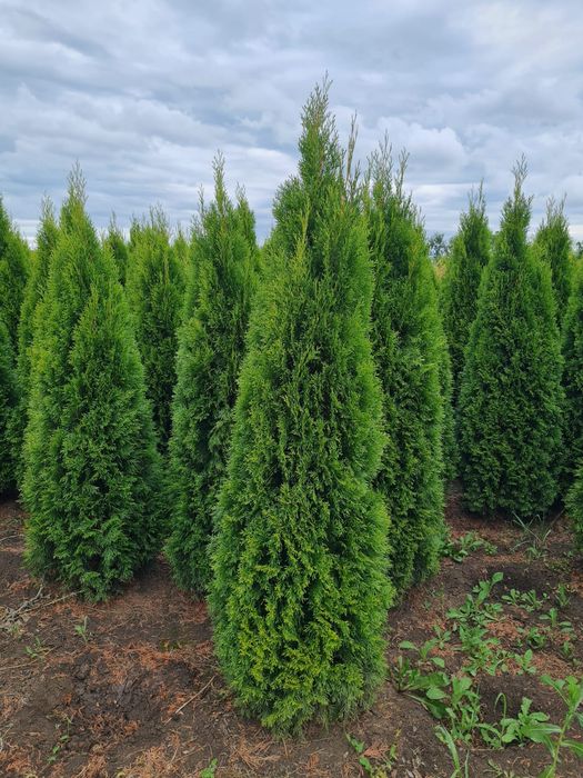 Thuja smaragd oferta 2m+