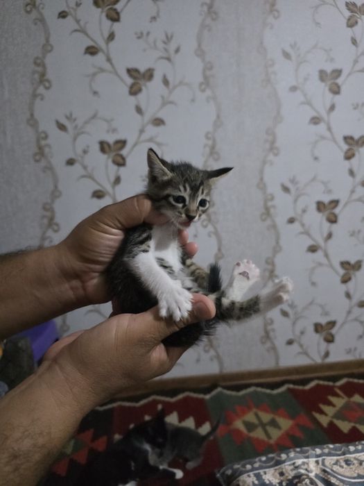 Отдам котят в добрые руки