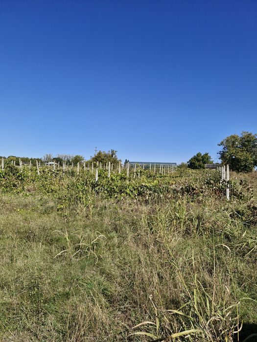 Teren intravilan  Podu Iloaiei