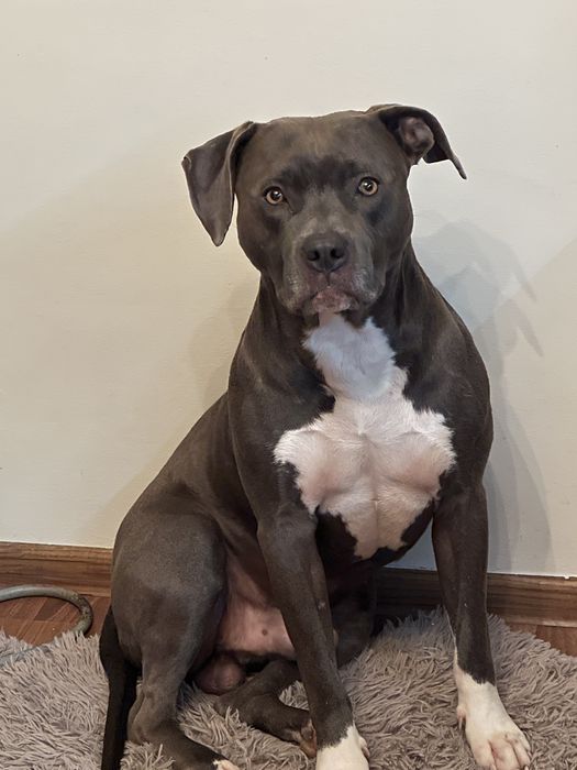 Подарявам питбул блу нос