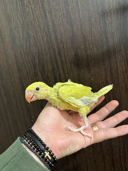 Papagali vorbitori micul alexandru pui 2025 alexander