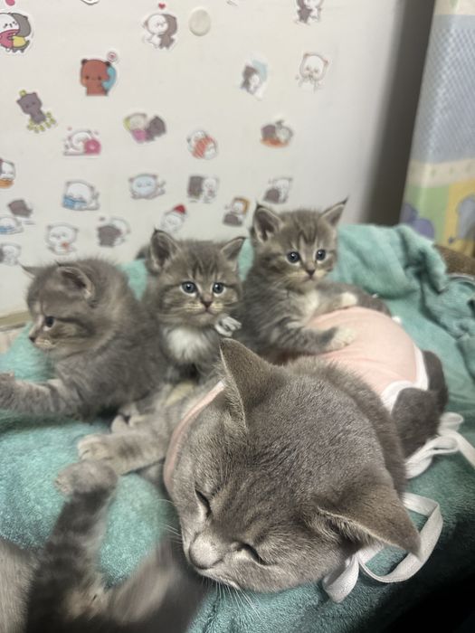 Продам британский кошку