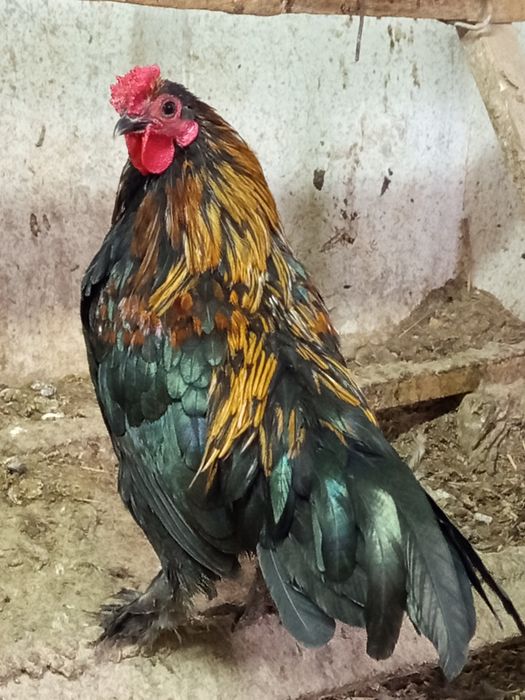 Бентамки карликовые