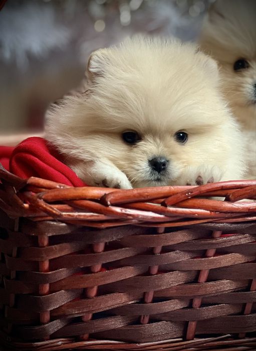 Мини померан померан