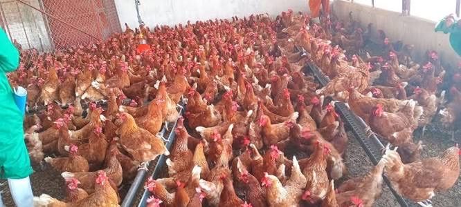 Vindem găini de oua în toată țara