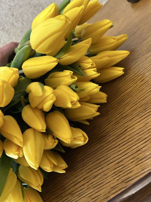 Продам голландские тюльпаны оптом