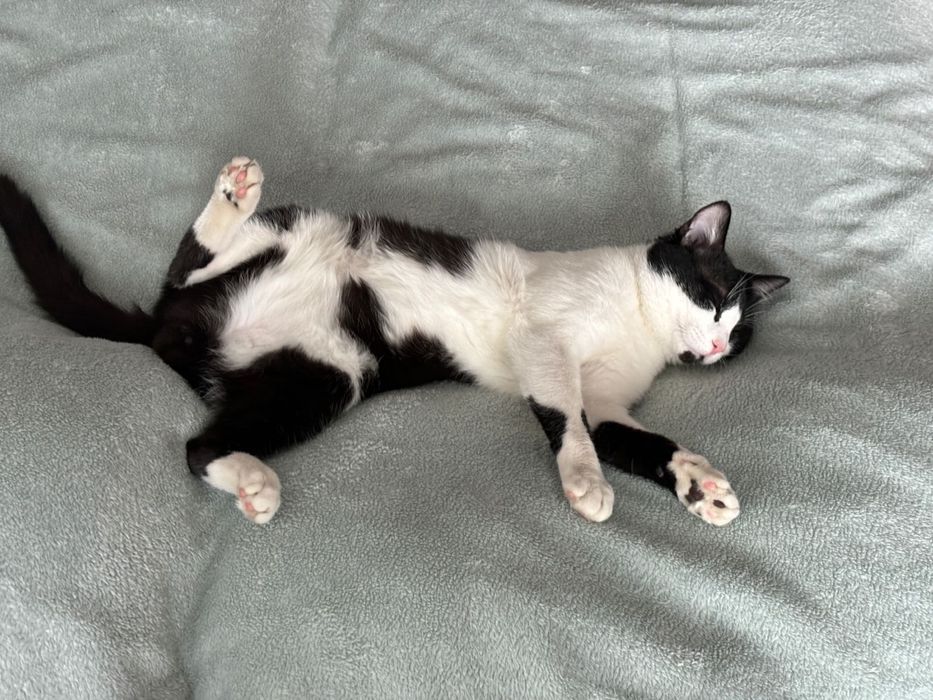 кот, возраст 1,3, мальчик