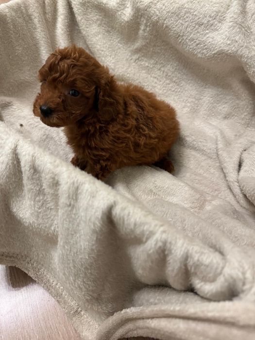 Caniche-Poodle Toy Baiat