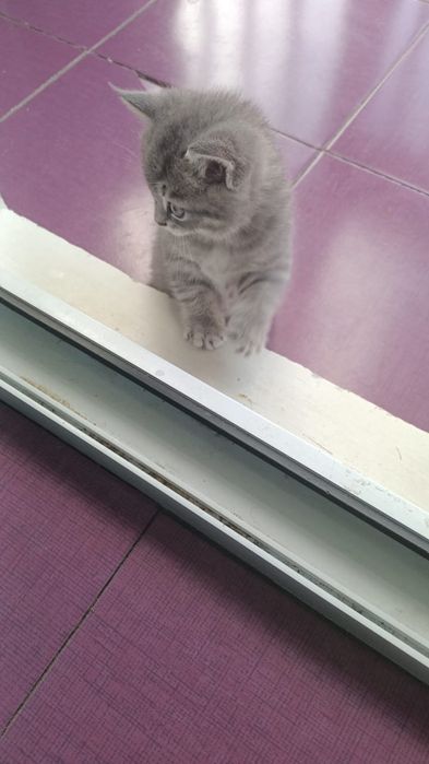Кошки животные котята
